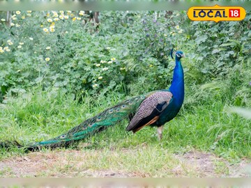  ঝাঁকে ঝাঁকে ময়ূর ও ময়ূরীর দেখা মেলে। প্রতিনিয়ত সেখানকার জঙ্গলে ময়ূরের সংখ্যা বাড়ছে। আদুরিয়া বিটের অন্তর্গত বিভিন্ন গ্রামে দল বেঁধে ঘুরে বেড়ায় প্রায় ৩০ থেকে ৪০টি ময়ূরের ঝাঁক। 