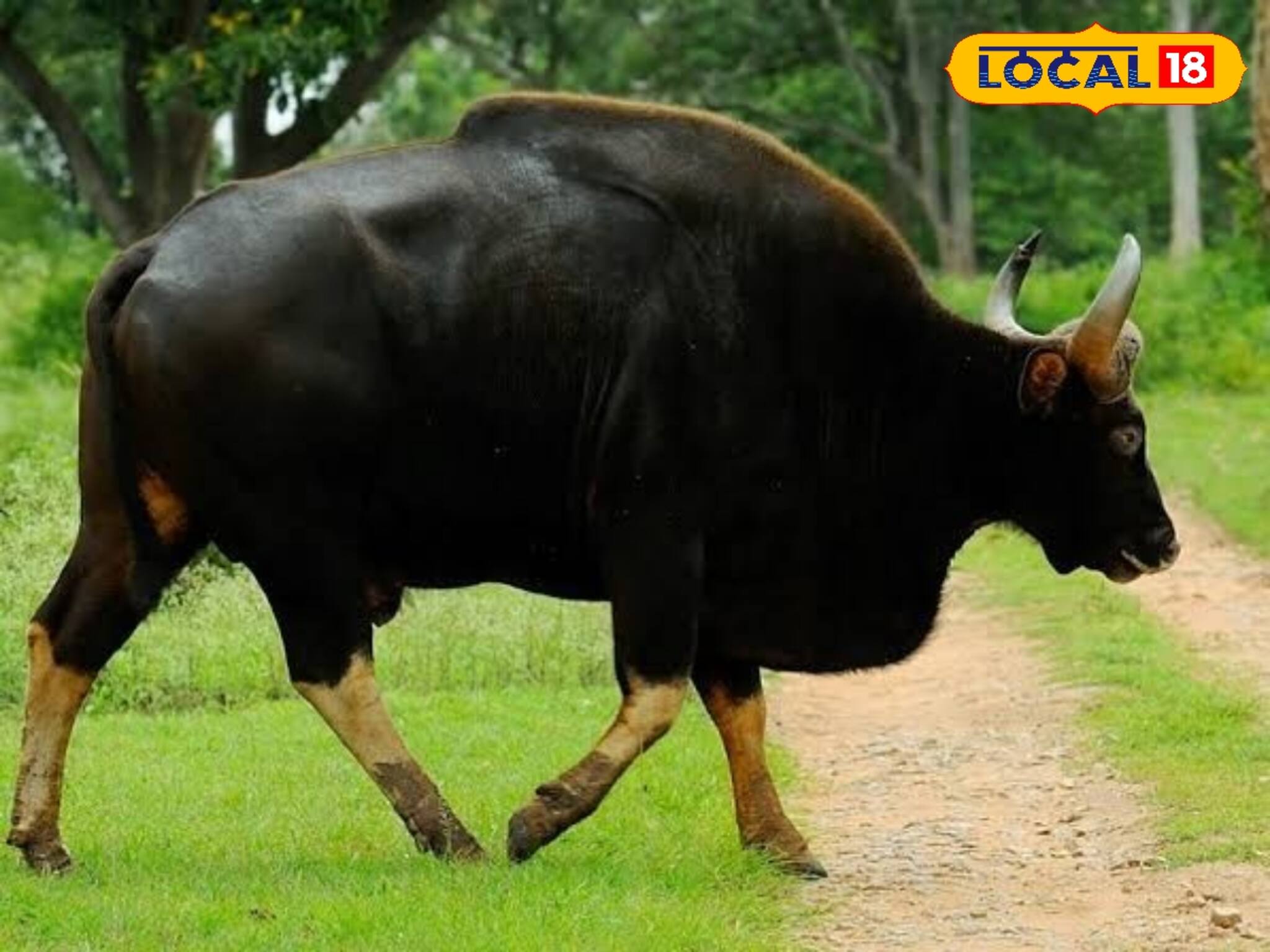 ঘাপটি মেরে জঙ্গলে ছিল বাইসন, ডিউটি সেরে হাতি থেকে নামতেই বনকর্মীকে...! সব শেষ জলদাপাড়ায়