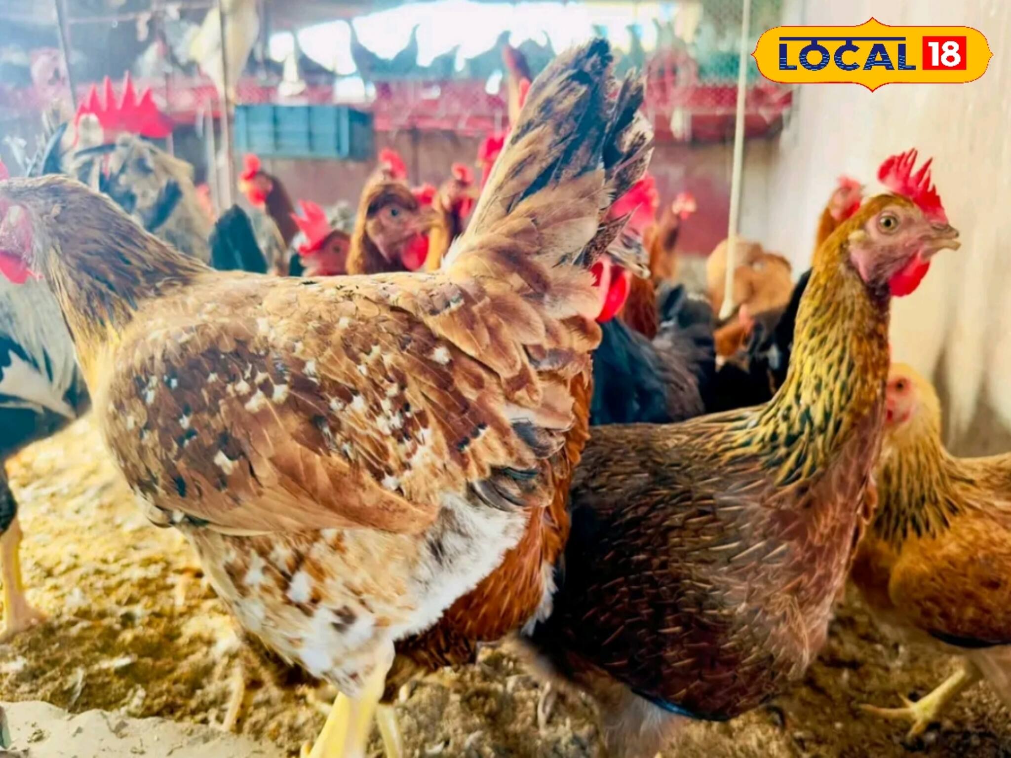 বাড়িতে রয়েছে হাঁস, মুরগি...! বর্ষায় এই ভুল করলেই সব শেষ