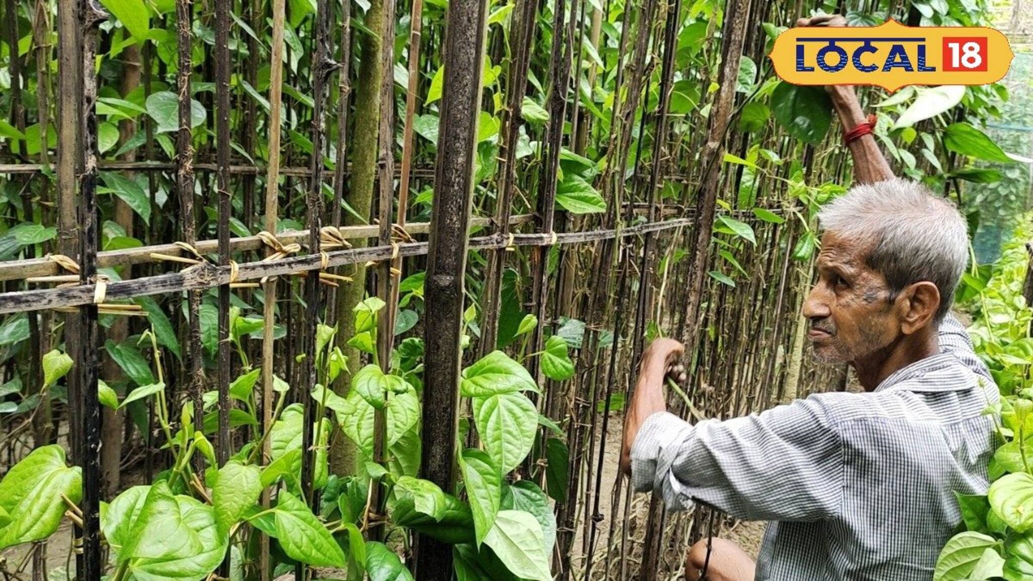 কীভাবে পান খেলে স্বাস্থ্যের উপকার হবে? জানলে আজই গুটখা,পানমশলা ছেড়ে দেবেন