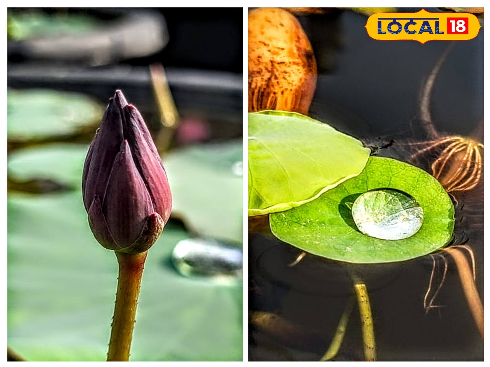 ছাদ-বাগানে ১৭০ প্রজাতির পদ্ম চাষ, বিকল্প আয়ের পথ দেখাচ্ছেন বাঁকুড়ার 'পদ্মাবতী'