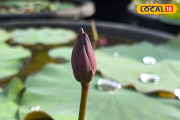 ছাদ-বাগানে ১৭০ প্রজাতির পদ্ম চাষ, বিকল্প আয়ের পথ দেখাচ্ছেন বাঁকুড়ার 'পদ্মাবতী'