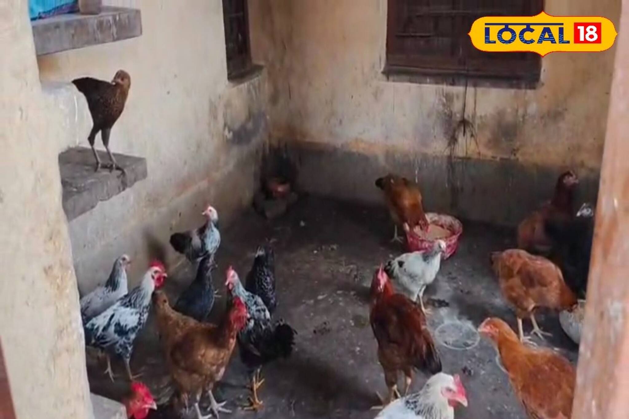 প্রাথমিক স্বাস্থ্য কেন্দ্রেই চলছে বসবাস, হাঁস-মুরগি প্রতিপালন! মোহনপুরে অবাক কাণ্ড