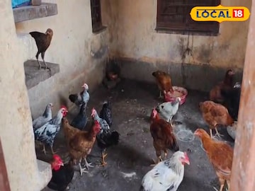 South 24 Parganas News: প্রাথমিক স্বাস্থ্য কেন্দ্রেই চলছে বসবাস, হাঁস-মুরগি প্রতিপালন! মোহনপুরে অবাক কাণ্ড