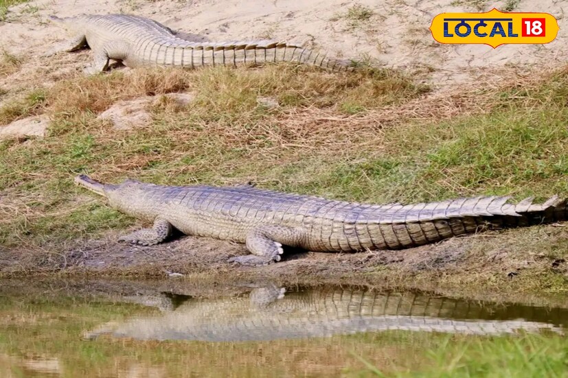 গ্রিন করিডর করে আলিপুর চিড়িয়াখানা থেকে ১৮টি প্রাণী গেল‌ বেঙ্গল সাফারিতে‌। সব কিছু ঠিক থাকলে পুজোর আগেই নতুন অতিথিরা দর্শকদের সামনে আসবে।