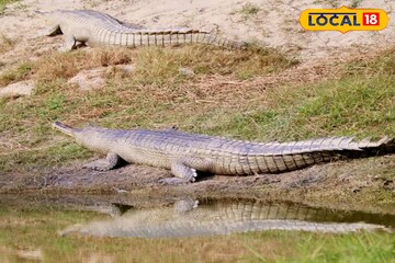 ওদের জন্য গ্রিন করিডর! আলিপুর চিড়িয়াখানা থেকে ১৮টি প্রাণী নিয়ে যাওয়া হল অন্য চিড়িয়াখানা ওদের জন্য গ্রিন করিডর! আলিপুর চিড়িয়াখানা থেকে ১৮টি প্রাণী নিয়ে যাওয়া হল অন্য চিড়িয়াখানা