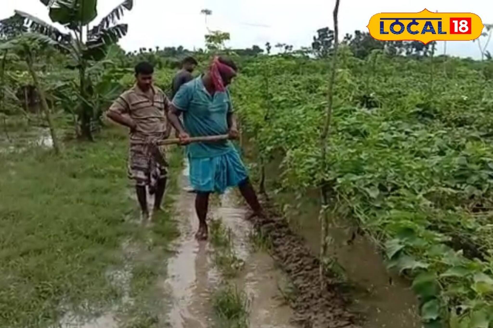 টানা বৃষ্টিতে সবজি গাছের গোড়ায় পচন, মহা সমস্যায় কৃষকরা