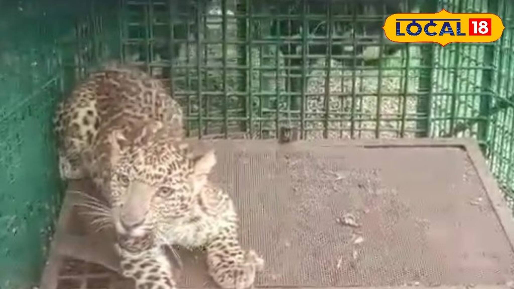 চা বাগানের খাঁচায় ওটা কী ধরা পড়ল! কাছে যেতেই ভয়ে চক্ষু চড়কগাছ...হাড়হিম ভয়ে রক্তশূন্য