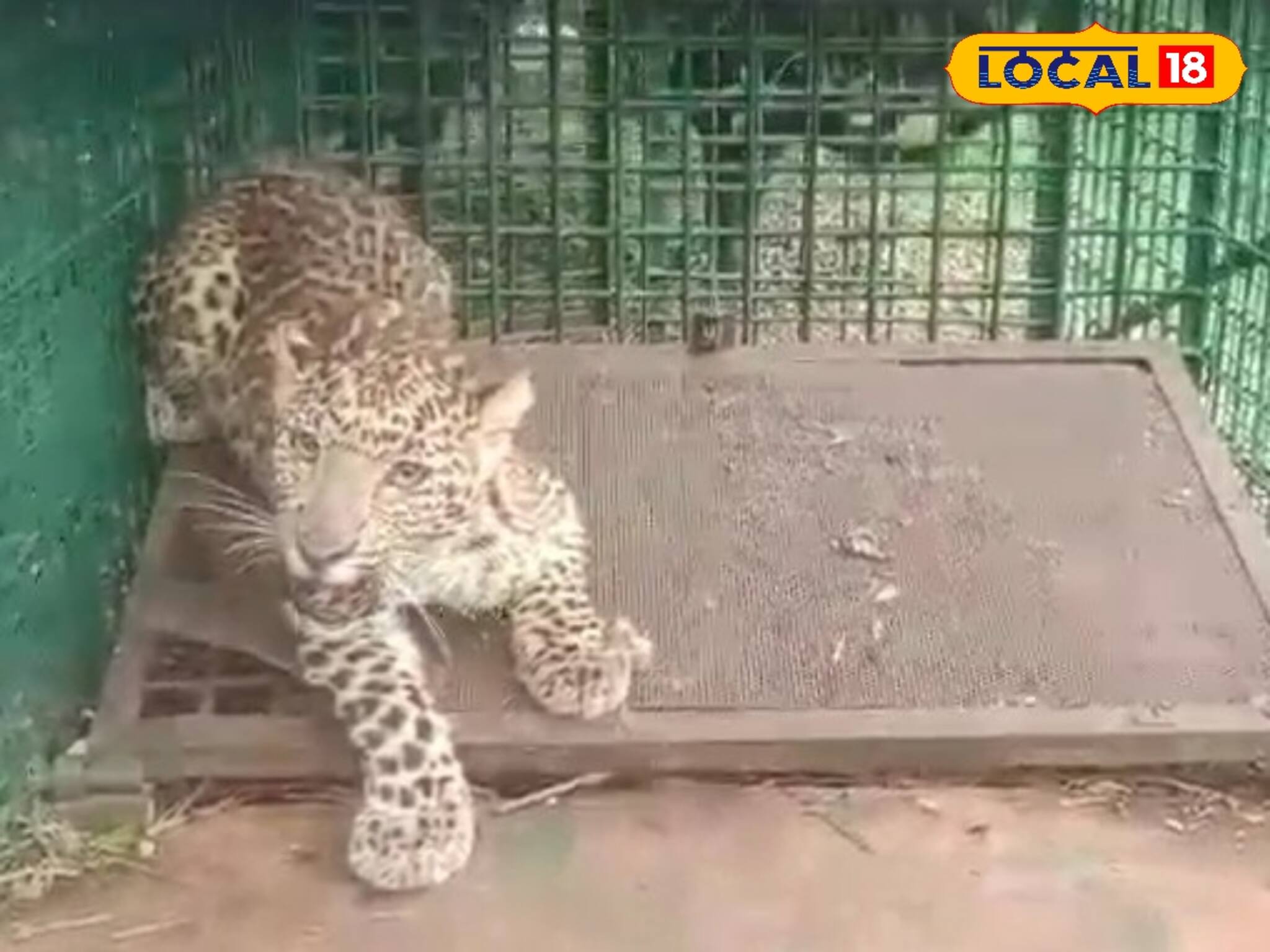 চা বাগানের খাঁচায় ওটা কী ধরা পড়ল! কাছে যেতেই ভয়ে চক্ষু চড়কগাছ...হাড়হিম ভয়ে রক্তশূন্য