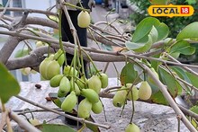 ডায়াবেটিসের যম সাদা জাম! এই  ফল চাষ করে মাসে লক্ষাধিক টাকা আয়