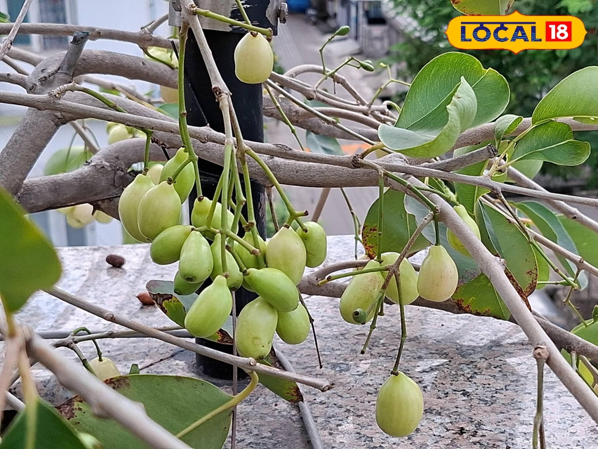 ডায়াবেটিসের যম সাদা জাম! এই  ফল চাষ করে মাসে লক্ষাধিক টাকা আয়