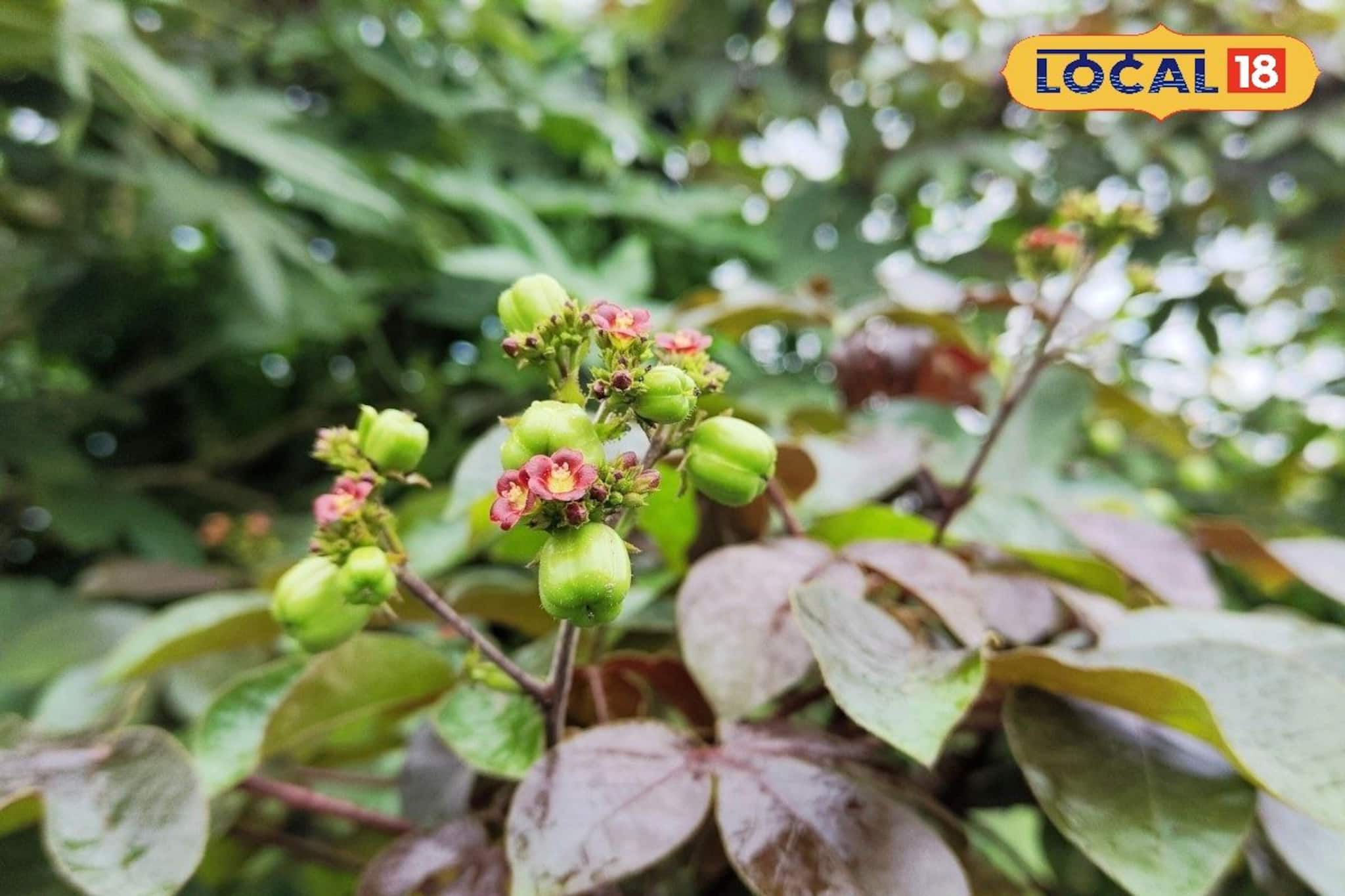 একটি পাতা বা ফুলই যথেষ্ট! গ্রাম বাংলার ঝোপ ঝাড়ে জন্মানো এই গাছ একজিমার শত্রু