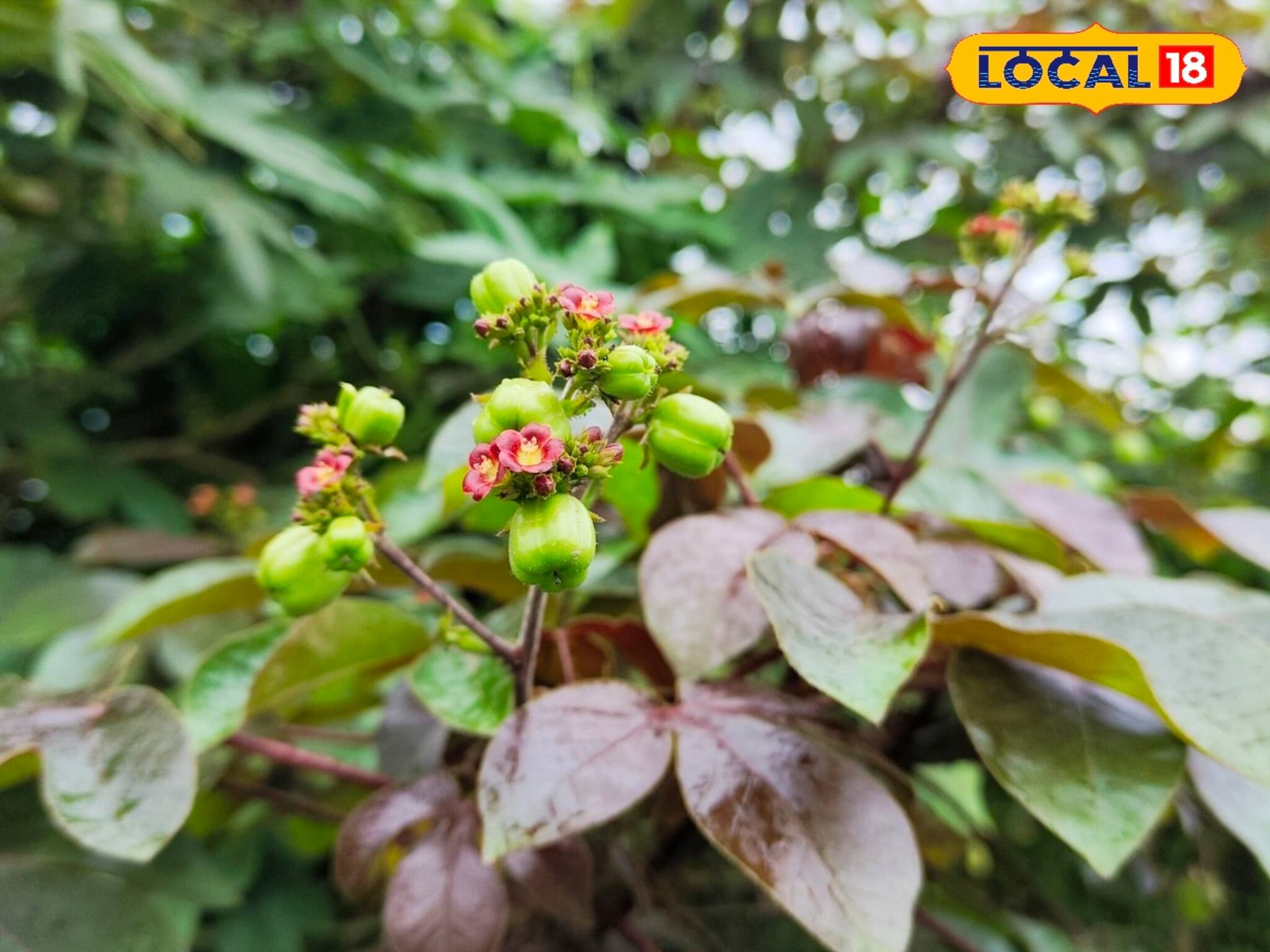 একটি পাতা বা ফুলই যথেষ্ট! গ্রাম বাংলার ঝোপ ঝাড়ে জন্মানো এই গাছ একজিমার শত্রু