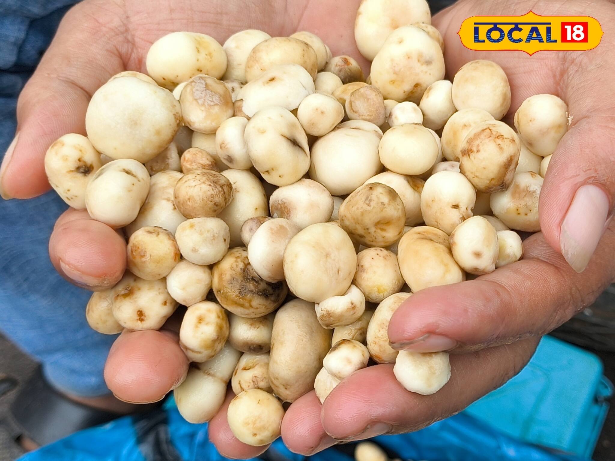 মাটন-চিকেন ফেল! ভেগান এই পদের কষা কারি খেয়েছেন কখনও? বাঁকুড়ার বর্ষা এক্সক্লুসিভ খাবার