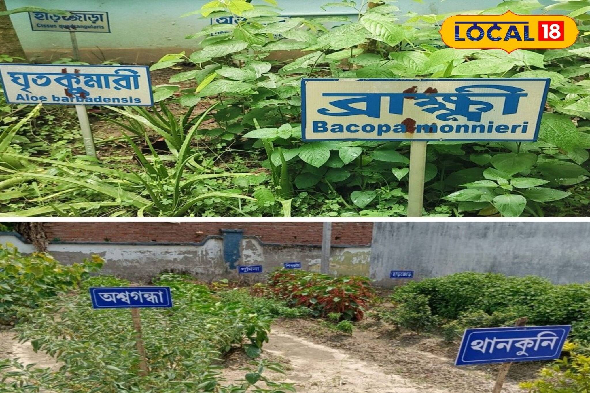 ভেষজ উদ্ভিদ চাষ করেই লাভের মুখ দেখবেন কৃষক! জেনে নিন সঠিক পদ্ধতি