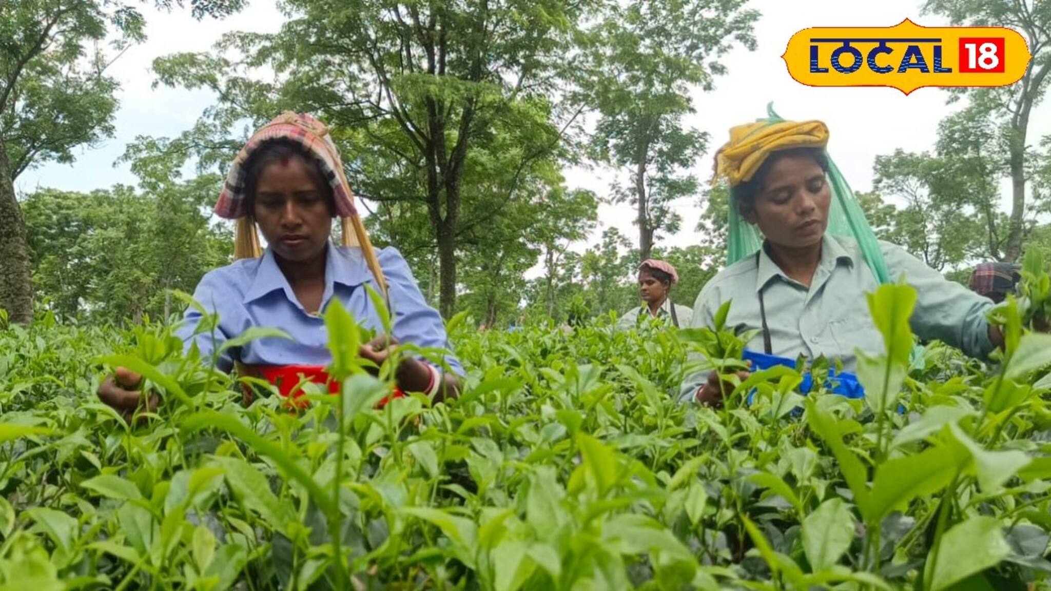 মিলছে না মাতৃত্বকালীন ছুটি, অভিযোগ কালচিনি চা-বাগানের গর্ভবতী শ্রমিকদের