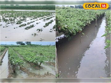 East Bardhaman News: একটানা বৃষ্টির কারণে জলমগ্ন সবজির জমি, চিন্তায় পূর্ব বর্ধমানের চাষিরা 