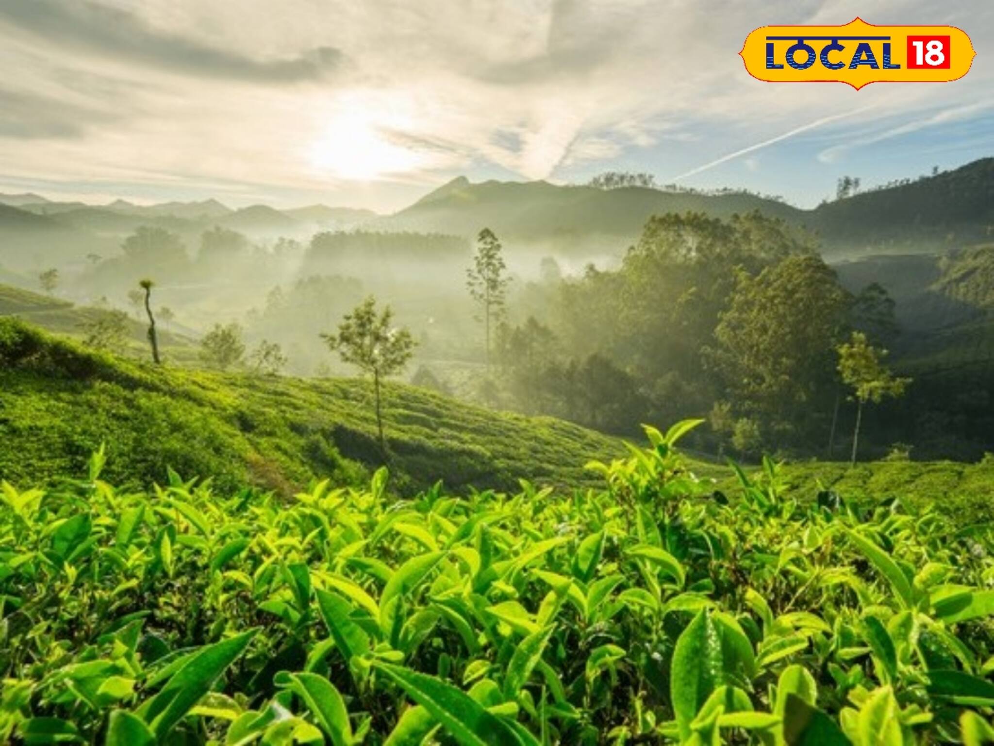 উৎপাদনে ধস! বাংলার গর্ব দার্জিলিঙয়ের চা কি আর পাওয়া যাবে না? বাজার দখল করছে নতুন চা!