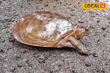 রঙ অন্যরকম, দেখতেও কেমন...! নদিয়ায় চাষের জমিতে বিরল কচ্ছপ, অবাক চাষি, তারপর যা করলেন