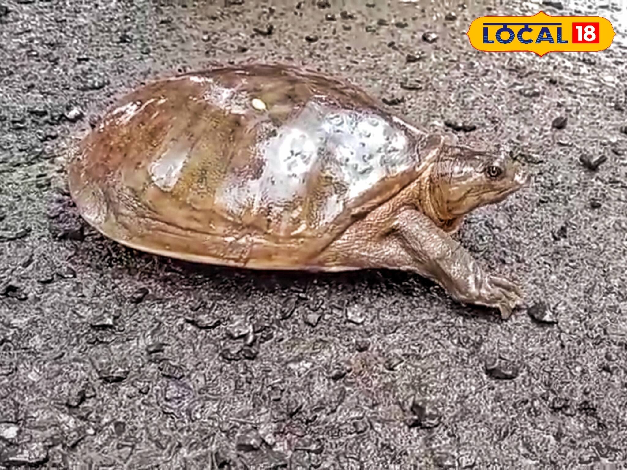 রঙ অন্যরকম, দেখতেও কেমন...! নদিয়ায় চাষের জমিতে বিরল কচ্ছপ, অবাক চাষি, তারপর যা করলেন