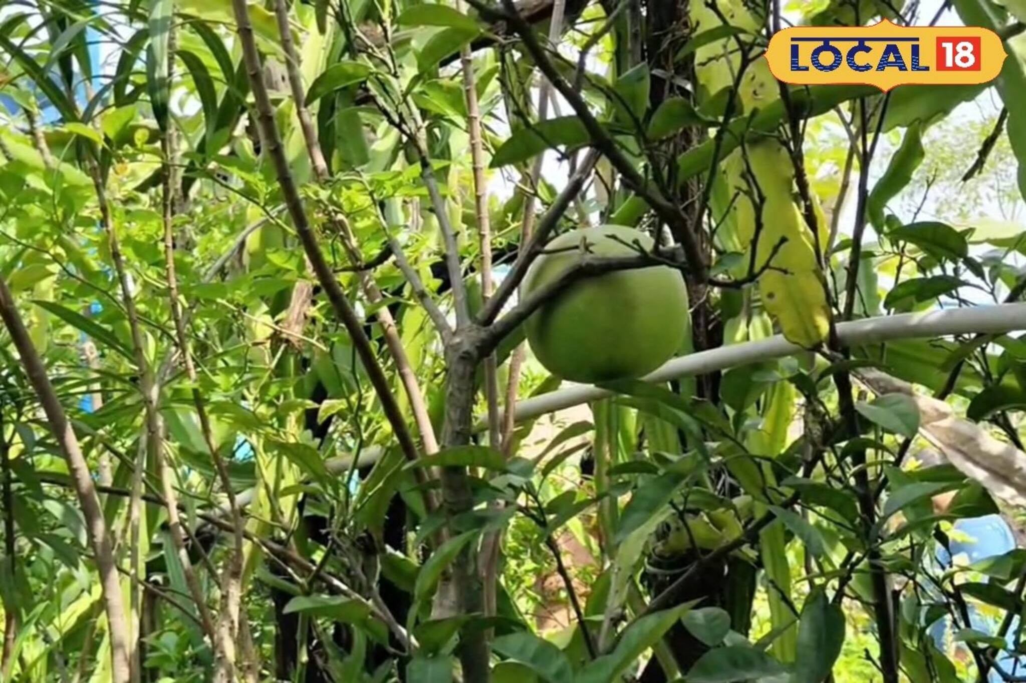 বসত ভিটেতেই যেন ‘এক পৃথিবী অক্সিজেন’! দশ হাজারেরও বেশি গাছে ঘেরা 'গাছবাড়ি'