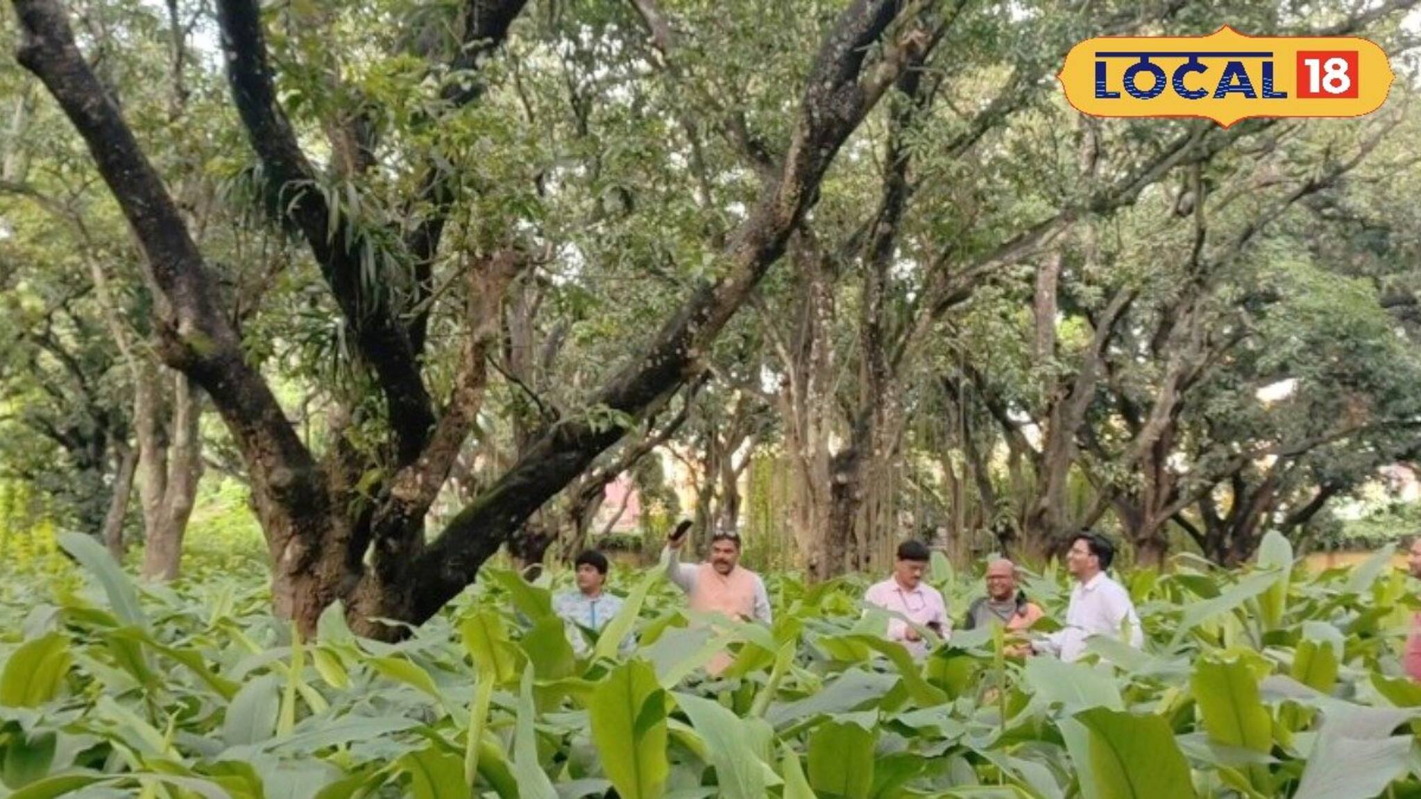 আম শেষ এবারে আম বাগানেই করুন এই চাষ, আয় হবে লক্ষাধিক টাকা