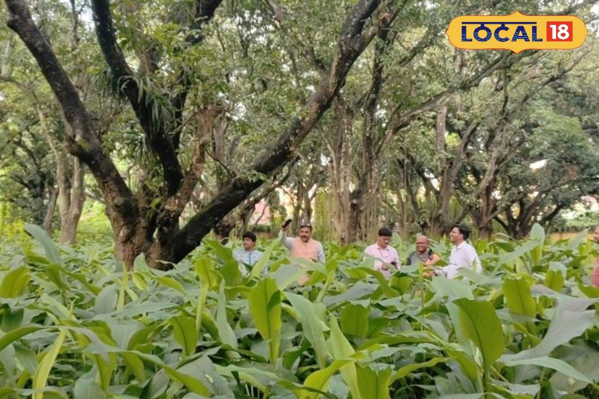 আম শেষ এবারে আম বাগানেই করুন এই চাষ, আয় হবে লক্ষাধিক টাকা