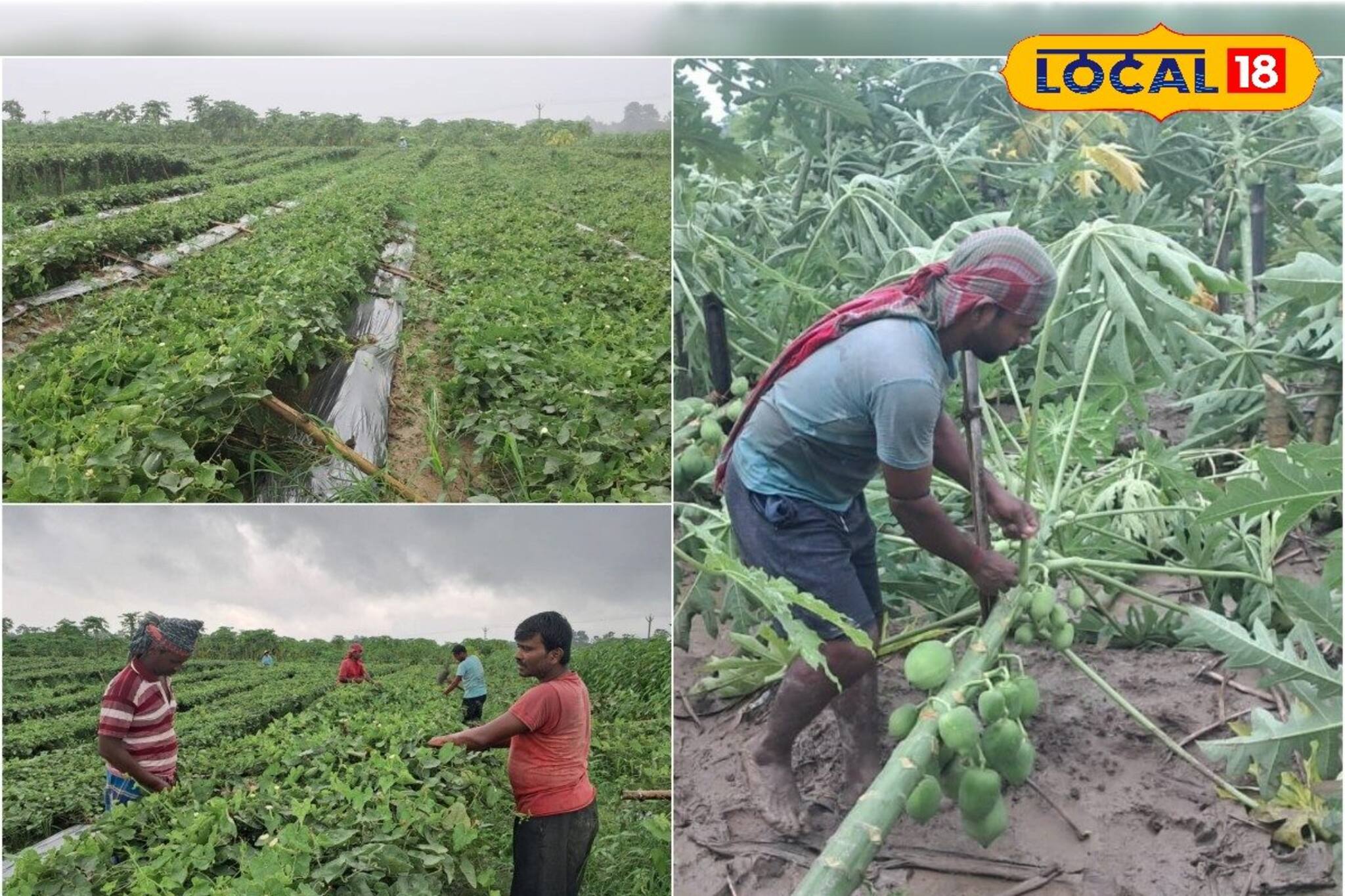 ঝড়ে পটল-পেঁপে ছারখার পূর্ব বর্ধমানে, ভেঙে পড়ল কৃষকদের স্বপ্ন! 