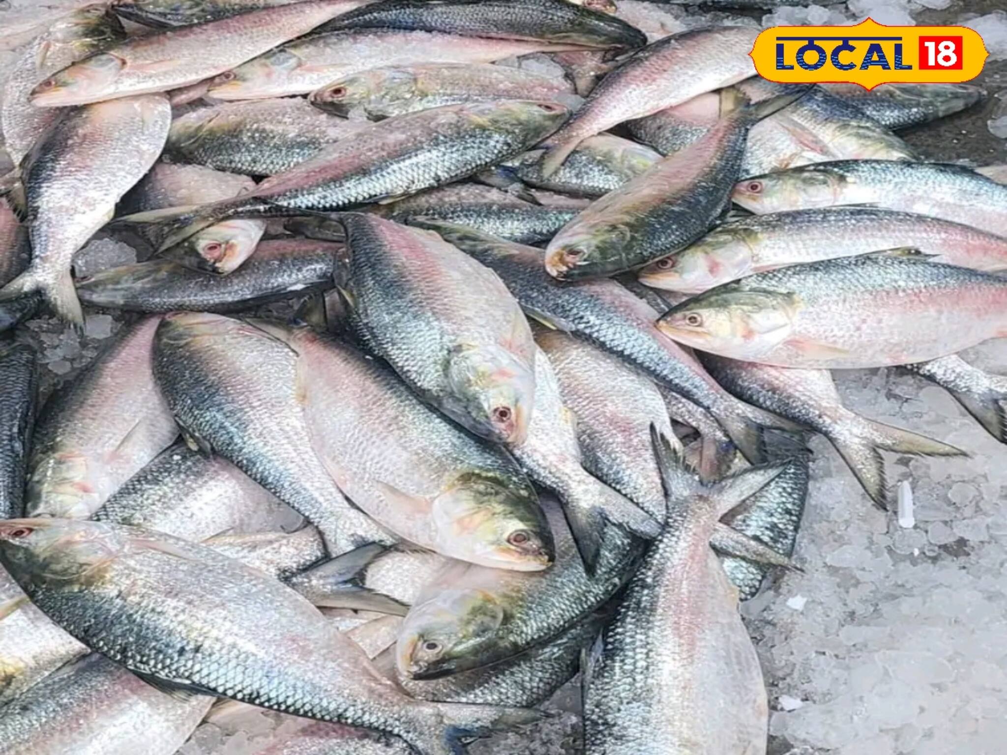 গাদা গাদা ইলিশ...! বাগে আসছে মৎস্যজীবীদের, দাম বাড়ার আশঙ্কা, কেন ঘটছে এমন ঘটনা