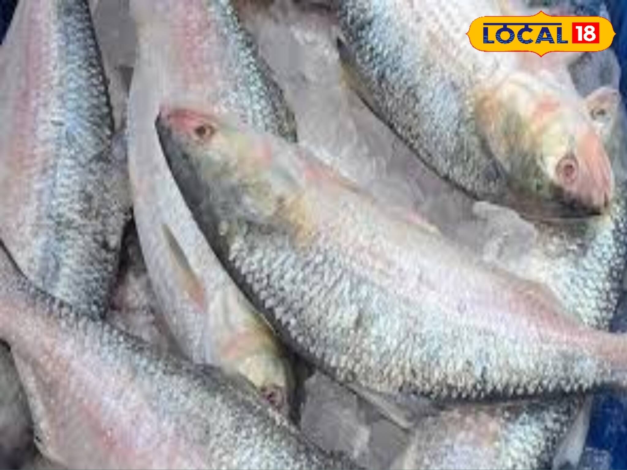 'কোন' ওজনের ইলিশ সবচেয়ে সুস্বাদু...! সেরা 'টেস্টি' ইলিশ চিনবেন কীভাবে? ঠকার  আগে জেনে নিন