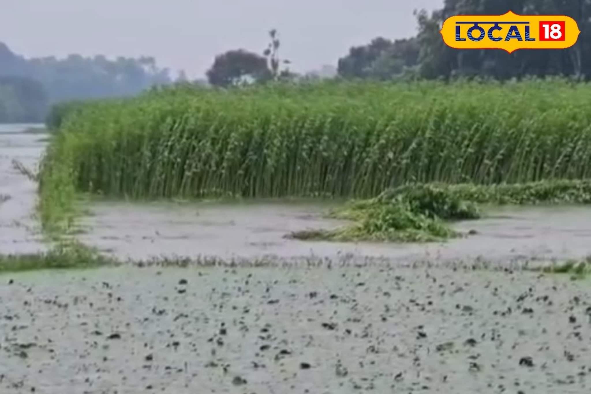 অবিরাম বর্ষণে চাষ জমিতে জল থৈ থৈ! নষ্ট ফসল! ঋণ শোধের চিন্তায় কপালে হাত কৃষকদের