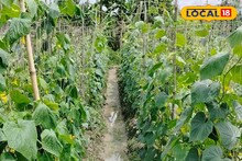 চড়চড়িয়ে দাম বাড়ছে সবজির...! মাঠের ফসল মাঠেই নষ্ট