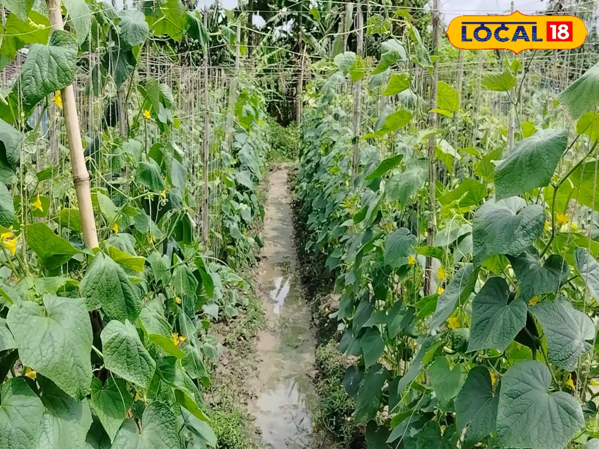 চড়চড়িয়ে দাম বাড়ছে সবজির...! মাঠের ফসল মাঠেই নষ্ট