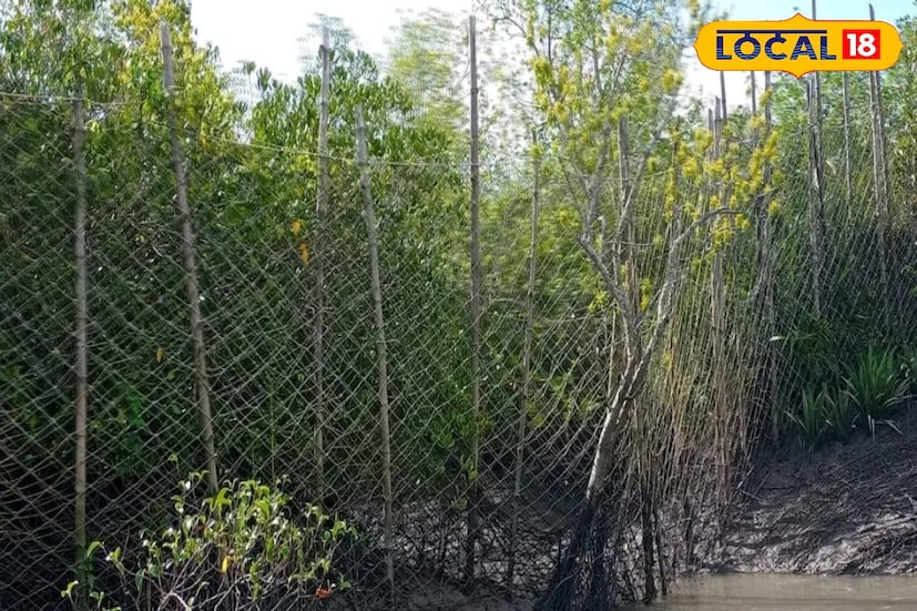 এবার নাইলনের বদলে স্টিল ফেন্সিং হবে সুন্দরবন লাগোয়া গ্রামে। সুন্দরবন ব্যাঘ্র প্রকল্প এবং দক্ষিণ ২৪ পরগনা বনবিভাগ একযোগে প্রায় ১০০ কিলোমিটার এলাকায় বসাবে এই বিশেষ স্টিলের নেট। পুরো কাজটাই হবে ব্যাঘ্র প্রকল্পের তত্ত্বাবধানে।