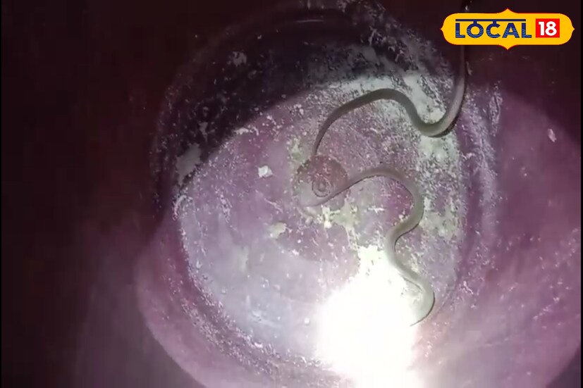 খবর পেয়ে ঘটনাস্থলে পৌঁছায় বন দফতরের একটি দল। ঘরের মাটি খুঁড়ে তারা উদ্ধার করে দু’টি গোখরো সাপের বাচ্চা। তবে পরিবারের অনুমান আরও বেশ কয়েকটি সাপের বাচ্চা থাকতে পারে গর্তের ভিতর।