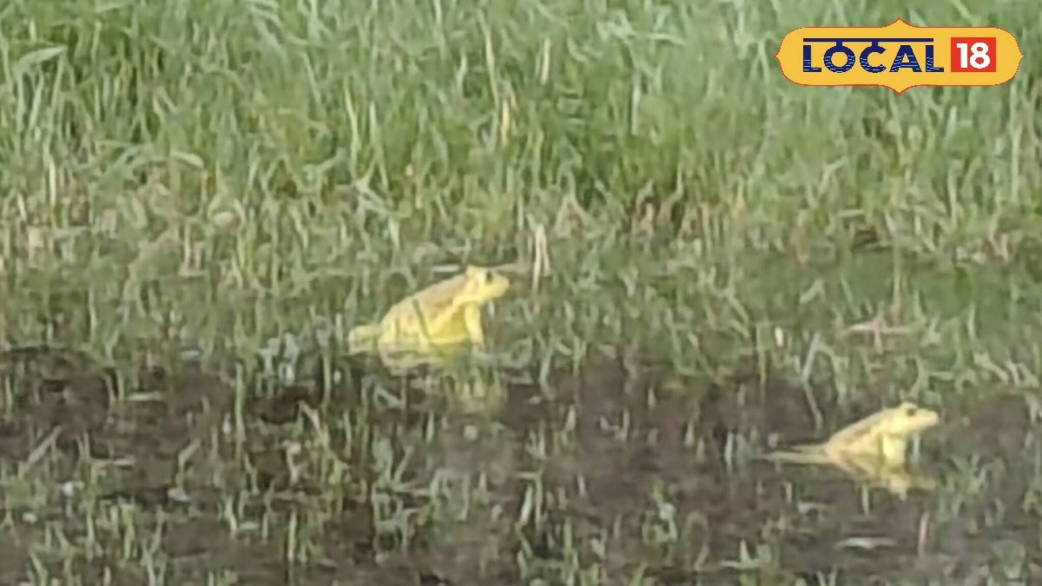 ব্যাঙের 'ঘ্যাঙর ঘ্যাঙ'...! শুনেই চাষিদের মুখে চওড়া হাসি, উত্তরবঙ্গে কী এমন ঘটল জানেন?