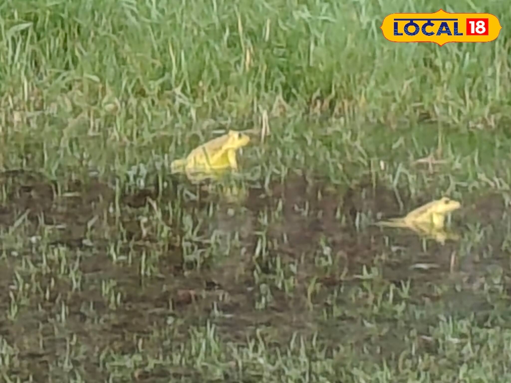 ব্যাঙের 'ঘ্যাঙর ঘ্যাঙ'...! শুনেই চাষিদের মুখে চওড়া হাসি, উত্তরবঙ্গে কী এমন ঘটল জানেন?