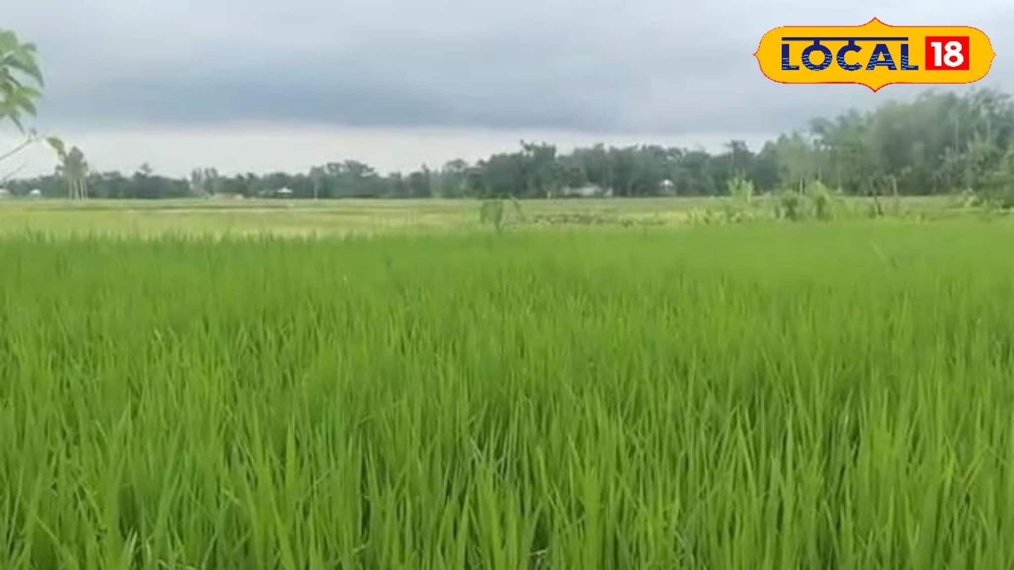 ২০০০ টাকা খরচ কমে মাত্র ৩০০ টাকা...! সোনায় সোহাগা কৃষকরা, জানেন কীভাবে সম্ভব হল এমনটা