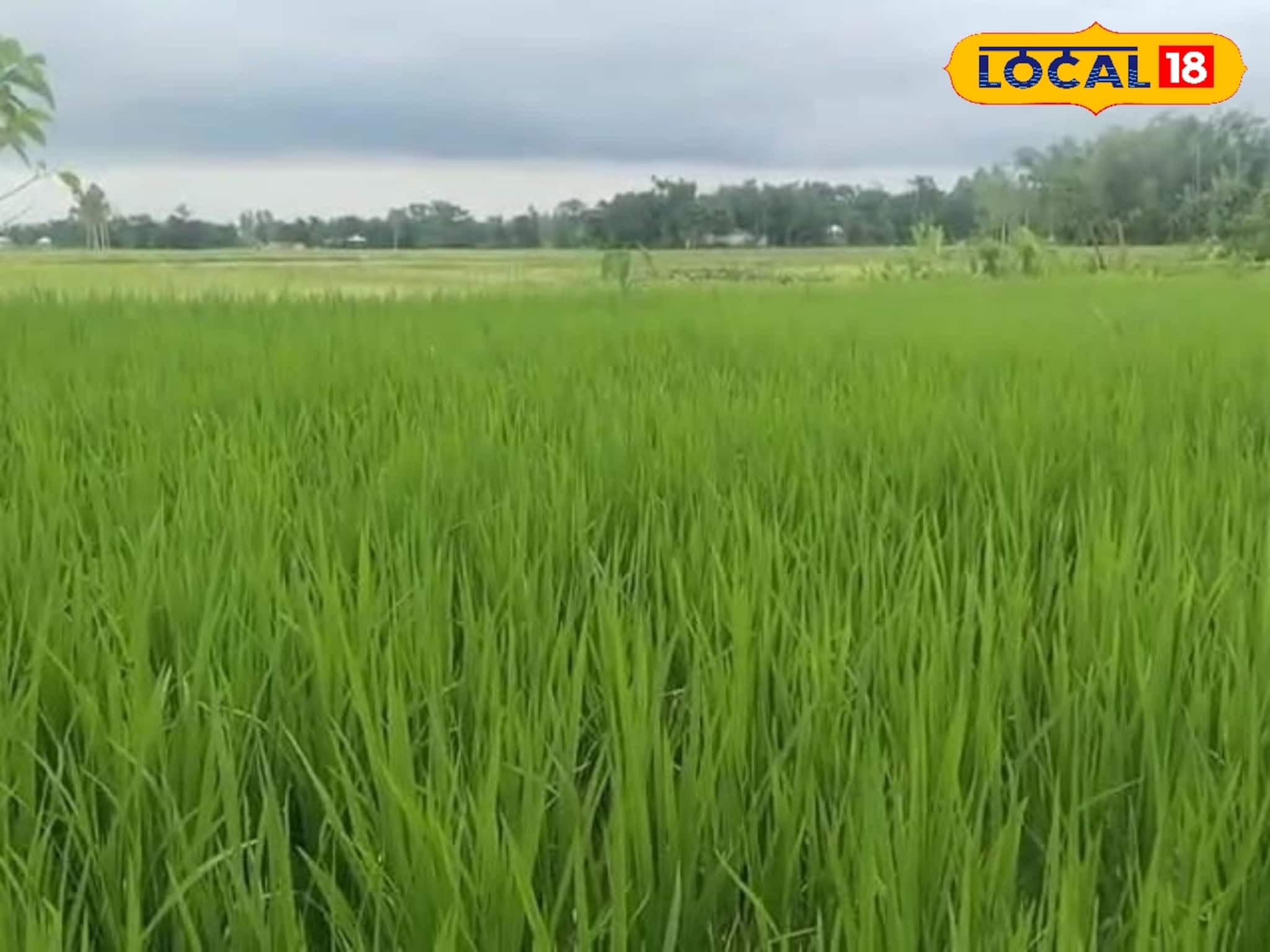 ২০০০ টাকা খরচ কমে মাত্র ৩০০ টাকা...! সোনায় সোহাগা কৃষকরা, জানেন কীভাবে সম্ভব হল এমনটা