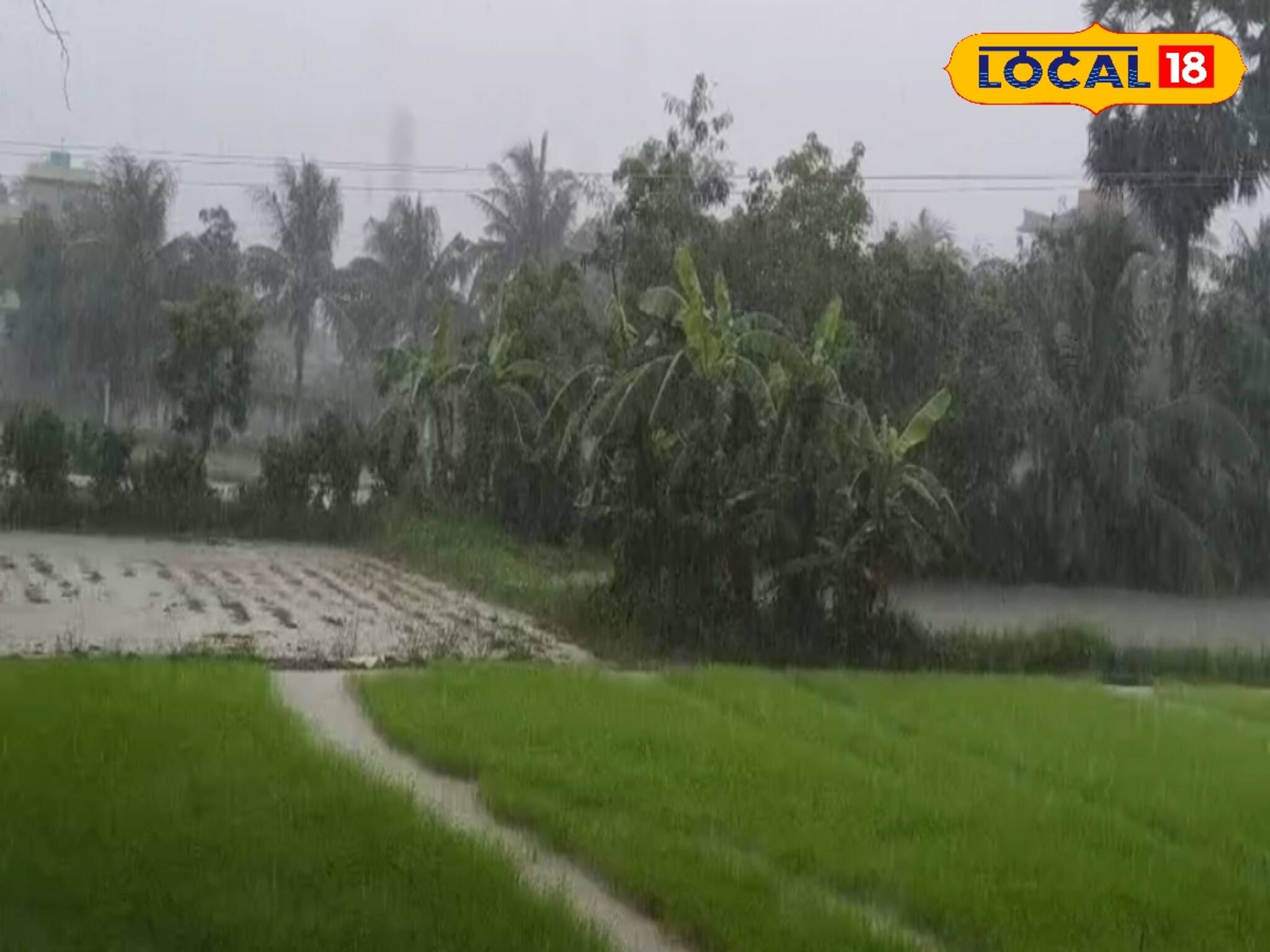 নিম্নচাপের বৃষ্টিতে নষ্ট বীজতলা, উপকূলে ধানচাষে ক্ষতির আশঙ্কা