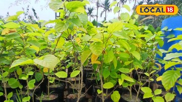 নার্সারিতে