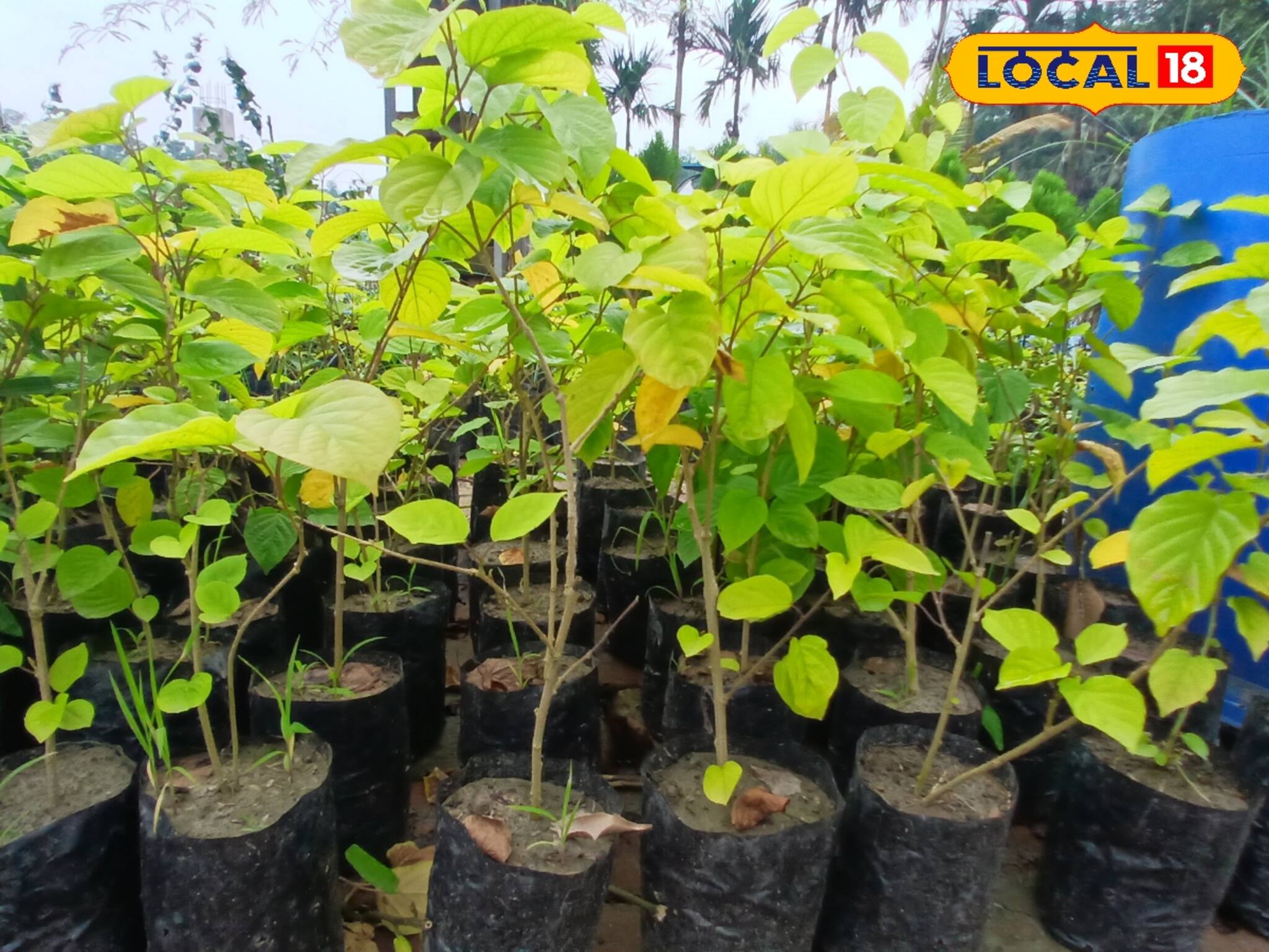 এক টাকাও লাগবে না, পুরো ফ্রিতে গাছ দিচ্ছে এই নার্সারি...! শর্ত কেবল একটাই