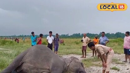  হাতির মৃতদেহ