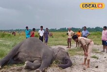 নদীর চরে ঘণ্টার পর ঘণ্টা শুয়ে মহিলা হাতি...! চলছে না শ্বাস-প্রশ্বাস, নেই হার্টবিট
