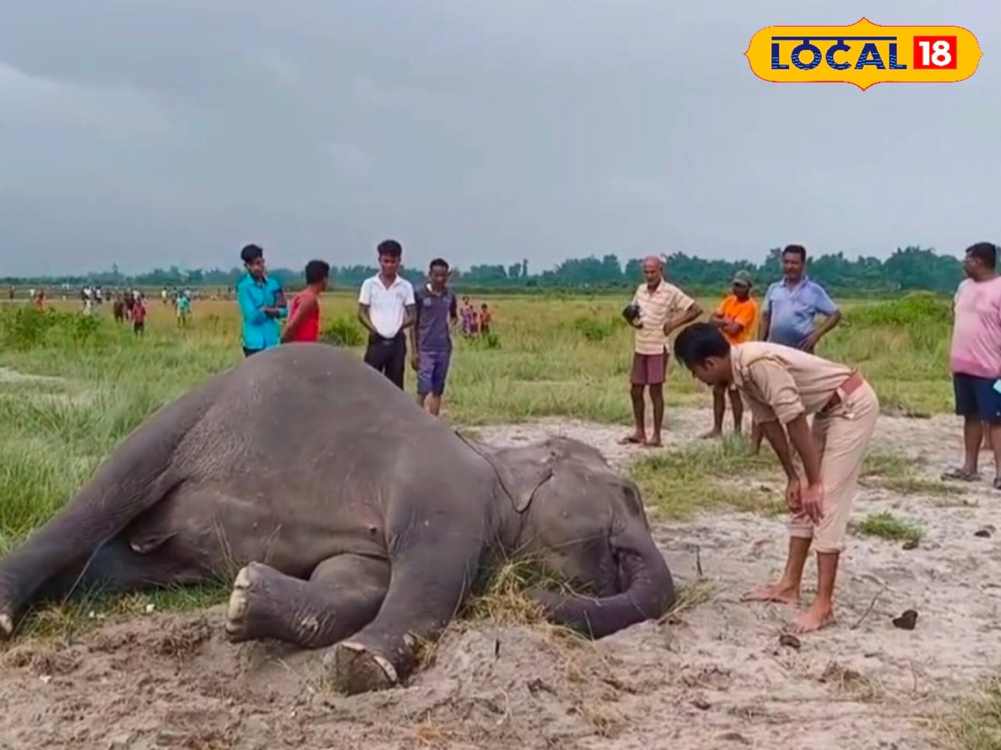 নদীর চরে ঘণ্টার পর ঘণ্টা শুয়ে মহিলা হাতি...! চলছে না শ্বাস-প্রশ্বাস, নেই হার্টবিট
