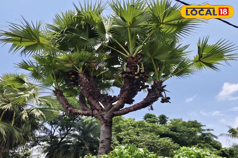  "তালগাছ এক পায়ে দাঁড়িয়ে, সব গাছ ছাড়িয়ে উঁকি মারে আকাশে”—এই পংক্তি শৈশবের স্মৃতিকে জাগিয়ে তোলে। অথচ উত্তর ২৪ পরগনার বসিরহাটের ঘোড়ারাস গ্রামে দেখা মেলে এক তালগাছ, যা যেন কবিতার নিয়ম ভেঙে প্রকৃতির নিজস্ব ছন্দে দাঁড়িয়ে আছে নয়টি পায়ে! বিস্ময়ের ছায়া ফেলে প্রকৃতি যেন সেখানে নিজের কবিতা নিজেই লিখেছে।