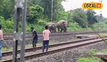 সঙ্গীদের হারিয়ে শোকস্তব্ধ হাতির দল ঝাড়গ্রামে রেল লাইন আটকে শোক প্রকাশ