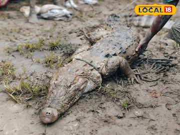 South 24 Parganas News: ৭ ফুট লম্বা, রাক্ষুসে চেহারা, ফলতার খালে কালো কুচকুচে ওটা কী! কাছে যেতেই হাড়হিম সকলের