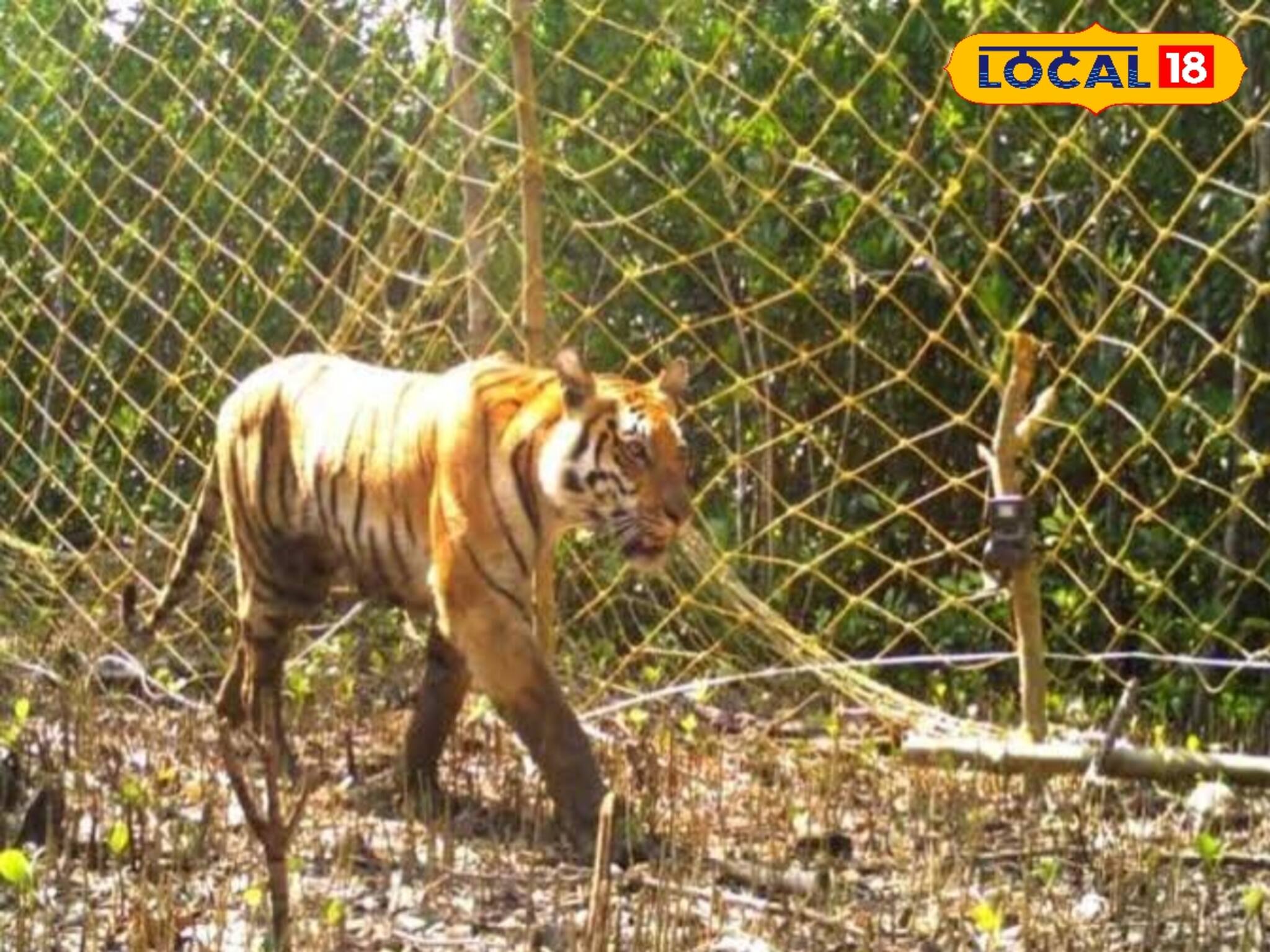  সুন্দরবনে জঙ্গল ঘিরছে স্টিলের ফেন্সিং-এ! কী বলছেন স্থানীয়রা