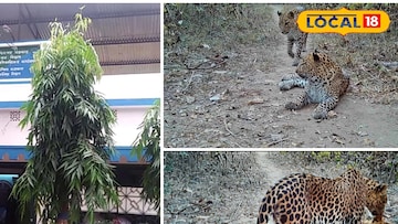 কোটশিলায়